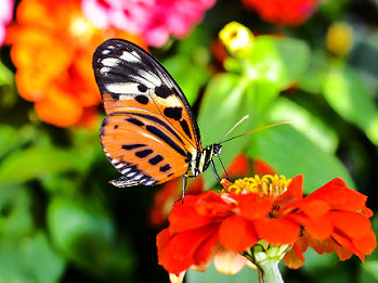 Dow Gardens Orange and Black Butterflies on a flower