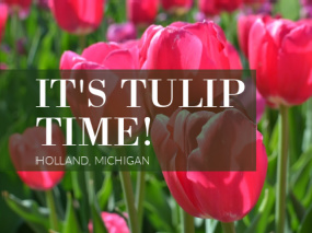 Tulip Time-Pink Tulips in a garden
