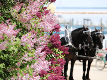 Mackinac Island Lilac Festival-Horse and Carriage with lilacs