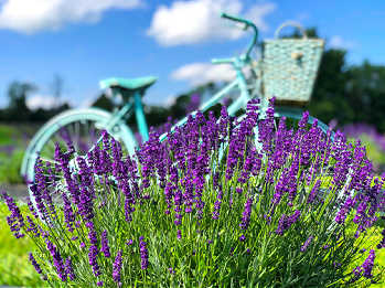 Lavender growing with a scenic bike