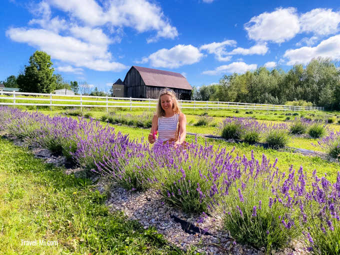 18 Michigan Lavender Festivals, Farms, Fields,UPick to Visit