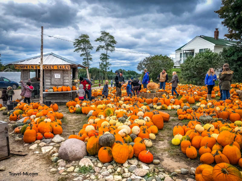 Hundreds of pumpkins for sale